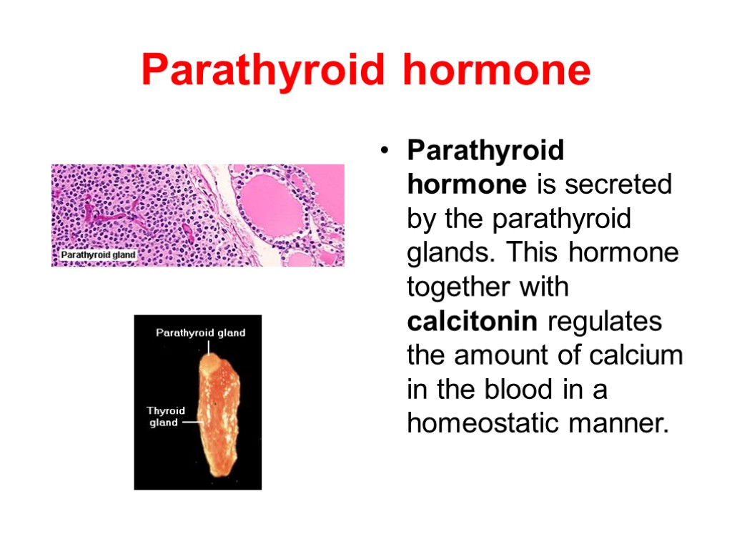 Parathyroid hormone Parathyroid hormone is secreted by the parathyroid glands. This hormone together with